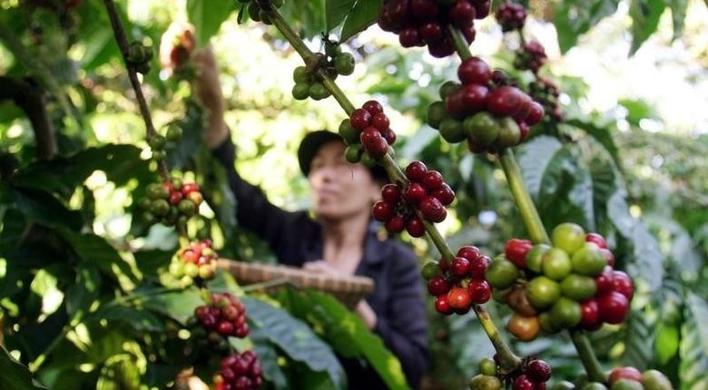 Asia Coffee-Storm to lash more rains on Vietnam coffee belt, crop likely to remain unhurt