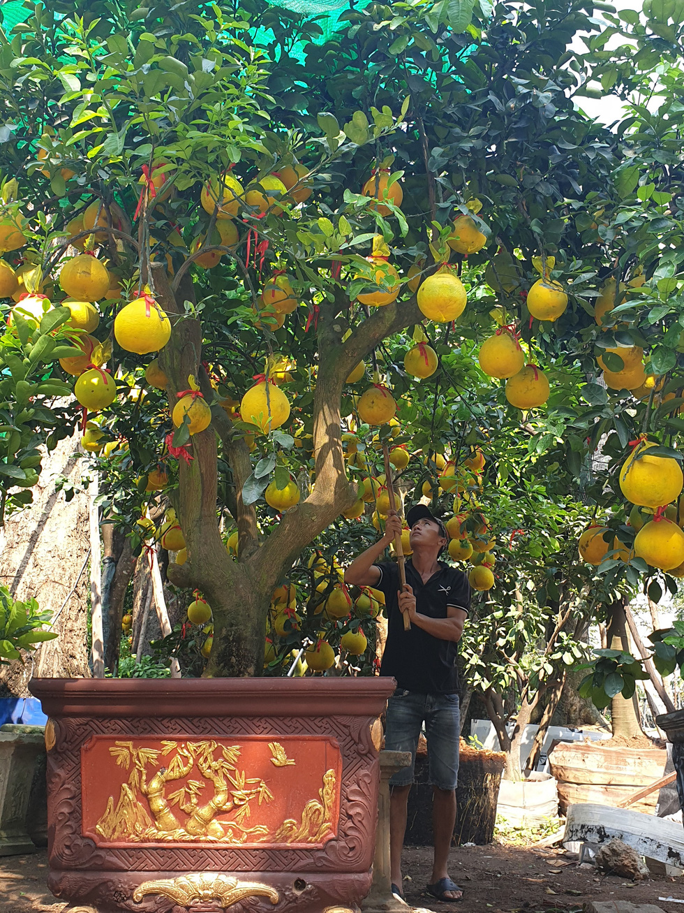 Northern grapefruit, orange plants on sale in Ho Chi Minh City for Lunar New Year